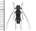 カミキリムシの一種　Glenea sp.  ♂  フィリピン(ミンダナオ島)