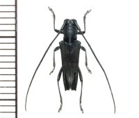 カミキリムシの一種　Glenea sp.  ♂  フィリピン(ミンダナオ島)