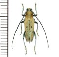 カミキリムシの一種　Glenea vsexpunctata  ♂　フィリピン(ミンダナオ島)