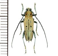 カミキリムシの一種　Glenea vsexpunctata  ♂　フィリピン(ミンダナオ島)