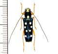 カミキリムシの一種　Glenea lepida　♀　フィリピン(ミンダナオ島)