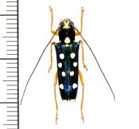 カミキリムシの一種　Glenea lepida　♀　フィリピン(ミンダナオ島)