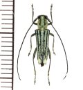 カミキリムシの一種　Glenea sp.  ♂  フィリピン(ミンダナオ島)