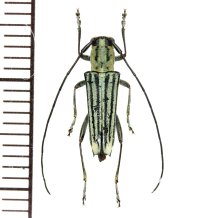 カミキリムシの一種　Glenea sp.  ♂  フィリピン(ミンダナオ島)