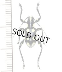 カタゾウカミキリの一種　Doliops duodecimpunctata  ♂  フィリピン(ミンドロ島)