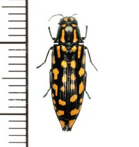 タマムシの一種　Blepharum sp.  ♀　フィリピン（ミンダナオ島）
