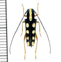 カミキリムシの一種　Glenea quadriochreomaculata  ♀  フィリピン(ネグロス島)