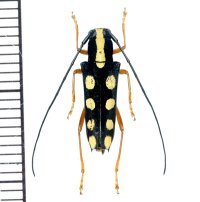 カミキリムシの一種　Glenea quadriochreomaculata  ♀  フィリピン(ネグロス島)