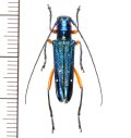 カミキリムシの一種　Glenea aphrodite　♀　フィリピン(ルソン島)