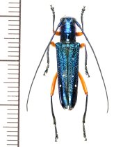 カミキリムシの一種　Glenea aphrodite　♀　フィリピン(ルソン島)