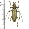 カミキリムシの一種　Trachylophus acutulus　♀　 ベトナム(ベトナム中部)