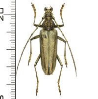 カミキリムシの一種　Trachylophus acutulus　♀　 ベトナム(ベトナム中部)