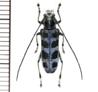 カミキリムシの一種　Pareutetrapha nigromaculata ♀ ベトナム(ベトナム北東部)