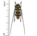 カミキリムシの一種 　Eutaenia corbetti  ♂  ベトナム(ベトナム南部)