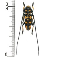 カミキリムシの一種 　Eutaenia corbetti  ♂  ベトナム(ベトナム南部)