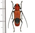 カミキリムシの一種 　Glenea sp.　♀　 ベトナム(ベトナム中部)