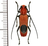 カミキリムシの一種 　Glenea sp.　♀　 ベトナム(ベトナム中部)