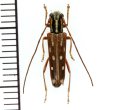 カミキリムシの一種　Glenea dalatensis　♀　 ベトナム(ベトナム北東部)