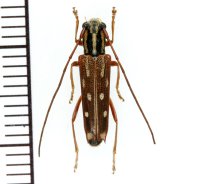 カミキリムシの一種　Glenea dalatensis　♀　 ベトナム(ベトナム北東部)