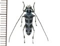 カミキリムシの一種　Pareutetrapha nigromaculata ♂  ベトナム(ベトナム北東部)