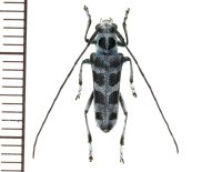 カミキリムシの一種　Pareutetrapha nigromaculata ♂  ベトナム(ベトナム北東部)