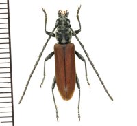 カミキリムシの一種 　Cerambycid species　♀　 ベトナム(ベトナム中部)