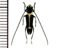 カミキリムシの一種　Glenea difficilis  ♂　 ベトナム(ベトナム中部)