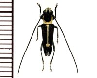 カミキリムシの一種　Glenea difficilis  ♂　 ベトナム(ベトナム中部)
