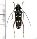 カミキリムシの一種　Glenea rufipes　♀　 ベトナム(ベトナム北東部)
