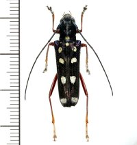 カミキリムシの一種　Glenea rufipes　♀　 ベトナム(ベトナム北東部)