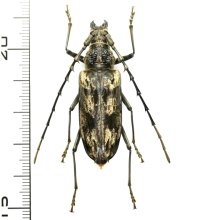 トゲムネミヤマカミキリ　♀　中国（上海市）