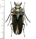 クワガタモドキの一種 　Trictenotomidae species　♀　 ベトナム中部