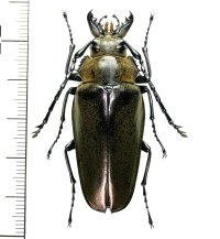 クワガタモドキの一種 　Trictenotomidae species　♀　 ベトナム中部