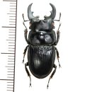 フィリピンネブトクワガタ　♂28.7mm  フィリピン(ルソン島)