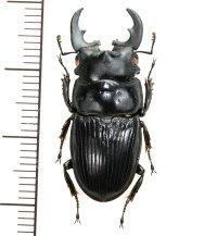 フィリピンネブトクワガタ　♂28.7mm  フィリピン(ルソン島)
