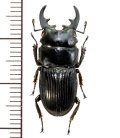 フィリピンネブトクワガタ　♂24.5mm  フィリピン(ルソン島)