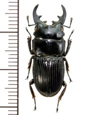 フィリピンネブトクワガタ　♂24.5mm  フィリピン(ルソン島)