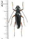 カミキリムシの一種　Pseudopachydissus tamdaoensis   ♀ 　ベトナム(ベトナム北東部)