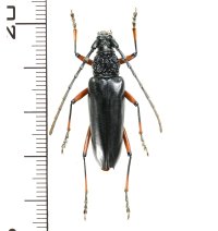カミキリムシの一種　Pseudopachydissus tamdaoensis   ♀ 　ベトナム(ベトナム北東部)