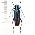 カミキリムシの一種　Glenea apicepurpurata  ♀  フィリピン(ルソン島)