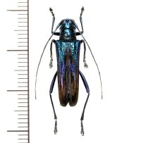 カミキリムシの一種　Glenea apicepurpurata  ♀  フィリピン(ルソン島)