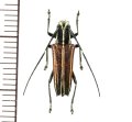 カミキリムシの一種　Glenea sp.  ♀  フィリピン(ネグロス島)