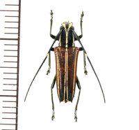 カミキリムシの一種　Glenea sp.  ♀  フィリピン(ネグロス島)