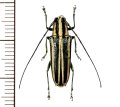 カミキリムシの一種　Glenea kraatzi　♀　フィリピン(ミンドロ島)