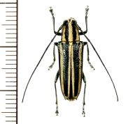 カミキリムシの一種　Glenea kraatzi　♀　フィリピン(ミンドロ島)