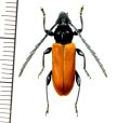 カミキリムシの一種　Lachnopterus auripennis　 ♀　 フィリピン(パナイ島)