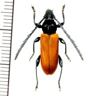 カミキリムシの一種　Lachnopterus auripennis　 ♀　 フィリピン(パナイ島)