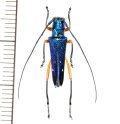 カミキリムシの一種　Glenea aphrodite　♂　フィリピン(ルソン島)
