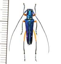 カミキリムシの一種　Glenea aphrodite　♂　フィリピン(ルソン島)