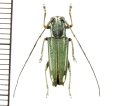 カミキリムシの一種　Glenea glauca  ♀  フィリピン(ミンダナオ島)
